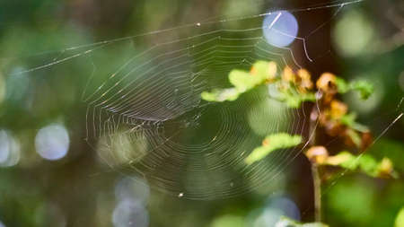 beautiful web in the wild forest. general planの写真素材