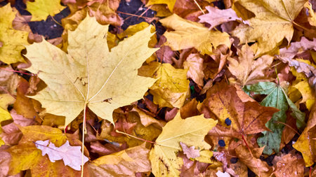 Colorful background of fallen autumn leaves