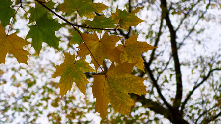 autumn leaves, very shallow focus