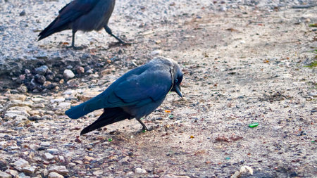 The western jackdaw Coloeus monedula, also known as the Eurasian jackdaw. color