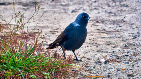 The western jackdaw Coloeus monedula, also known as the Eurasian jackdaw. color