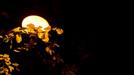 lamp in the park Trees at nightの写真素材