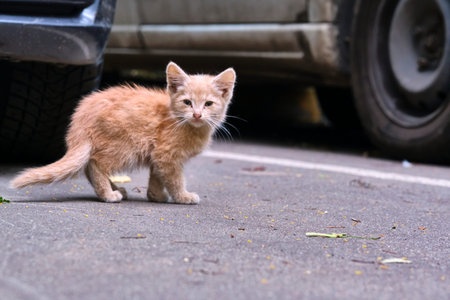 Stray, homeless kitten on the street. Animals, animals, the concept of Pets.
