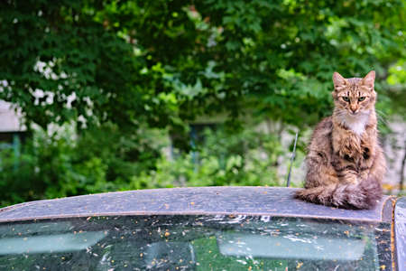 The cat lies on the hood of a car in the yard of the houseの写真素材