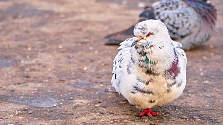 portrait of a white street pigeon. blurred backgroundの写真素材