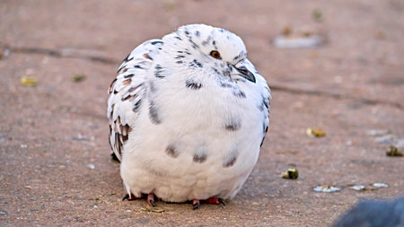 portrait of a street pigeon. blurred backgroundの写真素材