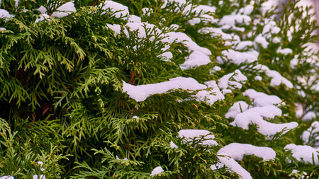 snow lies on the branches of the thuja treeの写真素材