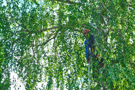russia 2020. An arborist cutting a tree with a chainsawのeditorial素材