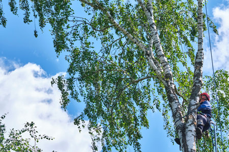russia 2020. An arborist cutting a tree with a chainsawのeditorial素材