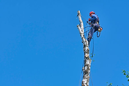 russia 2020. An arborist cutting a tree with a chainsawのeditorial素材