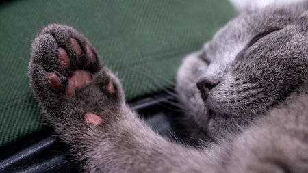 British cat, portrait kitten on a colored backgroundの写真素材