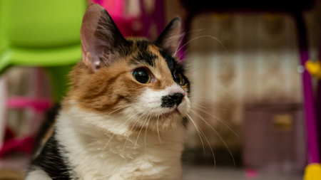 Multi-colored cat with a black spot on the muzzle, portrait of a cat on a colored blurred background.の写真素材