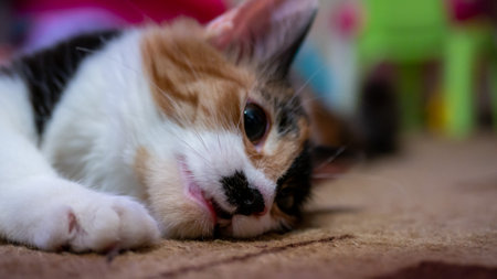 Multi-colored cat with a black spot on the muzzle, portrait of a cat on a colored blurred background.の写真素材