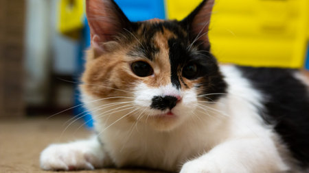 Multi-colored cat with a black spot on the muzzle, portrait of a cat on a colored blurred background.の写真素材