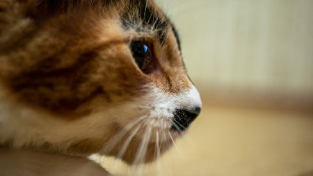 Multi-colored cat with a black spot on the muzzle, portrait of a cat on a colored blurred background.の写真素材