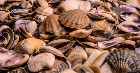 Sea shells background. top view. general plan.の写真素材
