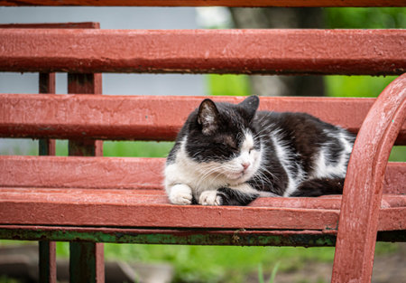 street cat sleeps on a bench. general planの写真素材
