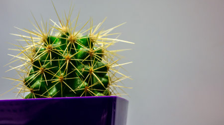 Beautiful cactus in a pot close-upの写真素材