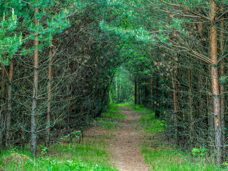 pathway in green forest. nature color. general plan.の写真素材