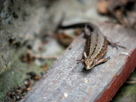 A small lizard with a tail basks in the sun in the summer sitting on wooden boards in the park. nature lightの写真素材