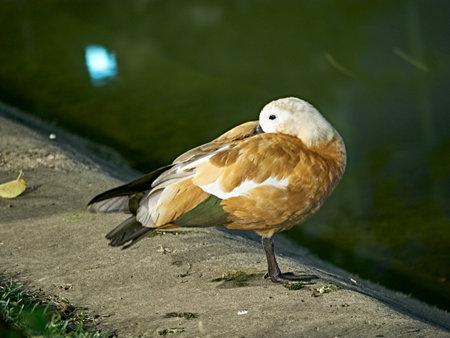 Wild duck swimming in clear lake water in summer park.