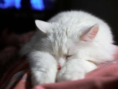 white cat sleeps on the host's chest. a pet in the interiorの写真素材