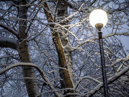 A snow-covered branch. Beautiful winter landscape with snow-covered trees.の写真素材