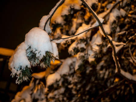 A snow-covered branch. Beautiful winter landscape with snow-covered trees.の写真素材