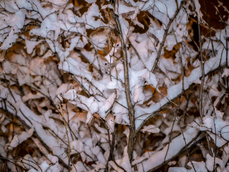 A snow-covered branch. Beautiful winter landscape with snow-covered trees.