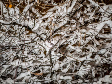 A snow-covered branch. Beautiful winter landscape with snow-covered trees.の写真素材