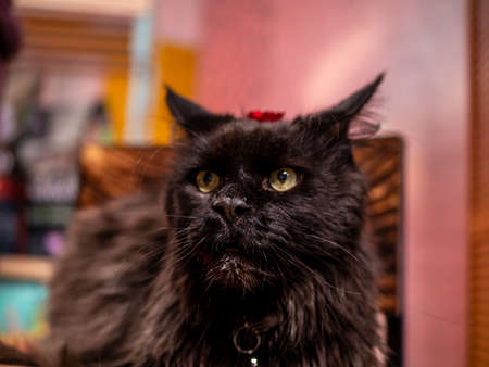 Close-up Portrait of an Angry Maine Coon Cat looking angrily at the camera, front viewの写真素材