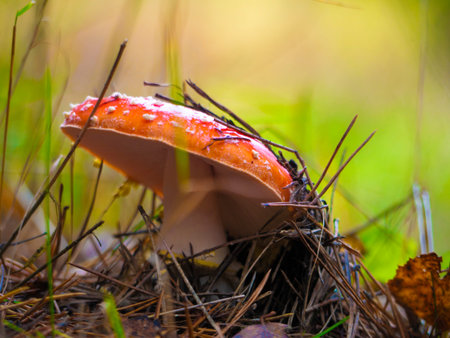 beautiful mushroom grows in the autumn forest. blur background