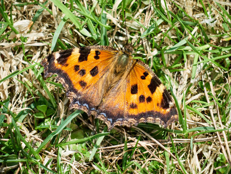 a beautiful butterfly sits in the green grass on a summer day.