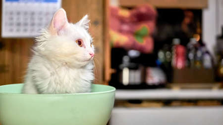 Kitten of Turkish angora in a bowlの写真素材