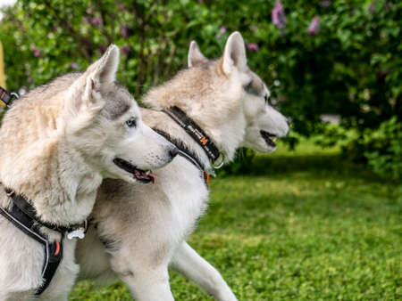 Two Siberian husky dogs are standing in the parkの写真素材