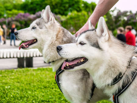 Two Siberian husky dogs are standing in the parkの写真素材