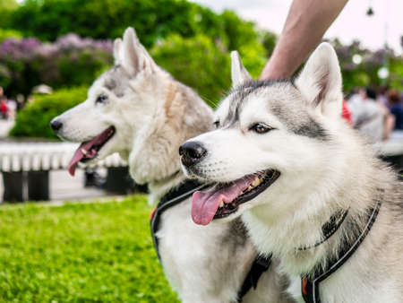 Two Siberian husky dogs are standing in the parkの写真素材