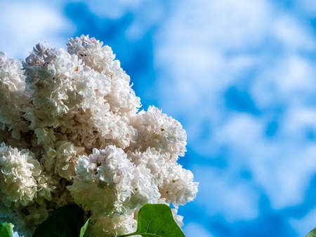 White Lilac shrub flowers blooming in spring garden. Common lilac Syringa vulgaris bush. Close-up with soft focus of a branch on a lilac tree. color natureの写真素材