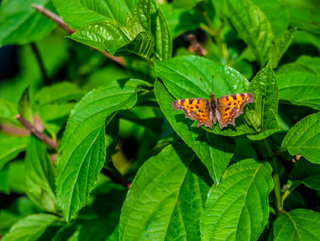 Yellow butterfly sitting on a green leaf. color natureの写真素材