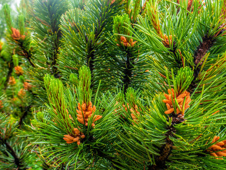 close up young spruce branches with cones