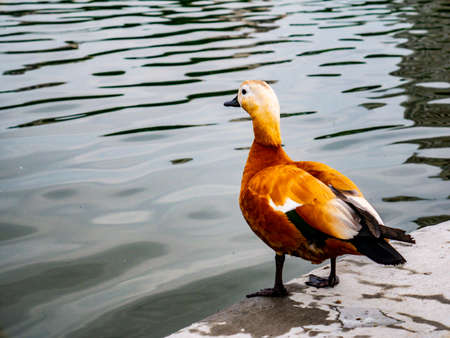 Duck on the pier of the city pond . A sunny summer day. the concept of recreation in urban parksの写真素材