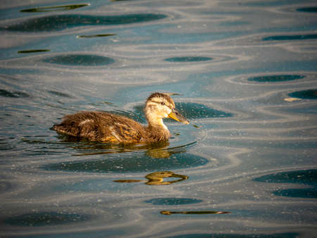 Portrait of a Mallard Drake, a close and personal view of a Mallard Drake in the water.の写真素材