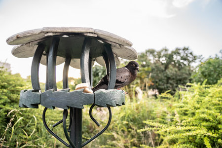 A large gray pigeon is sitting in a feeder in a city park. The trees of the park are visible in the background.の写真素材