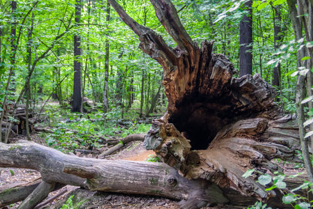 Tree trunk empty inside. Hollow in the trunk of a fallen tree. general plan