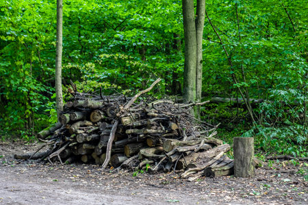pile of firewood in the forest near the road. environmental problem concept. general planの写真素材