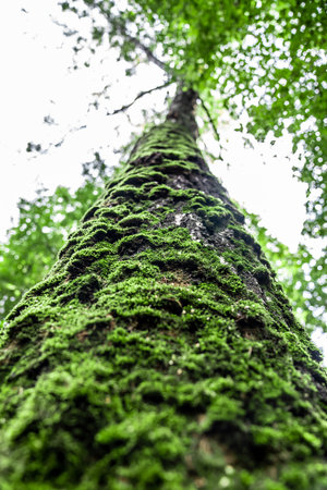 Pine Tree Trunk Covered by Green Moss. selective focusの写真素材