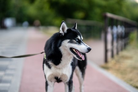 Portrait of Alaskan Malamute on the background of city park. blurred backgroundの写真素材