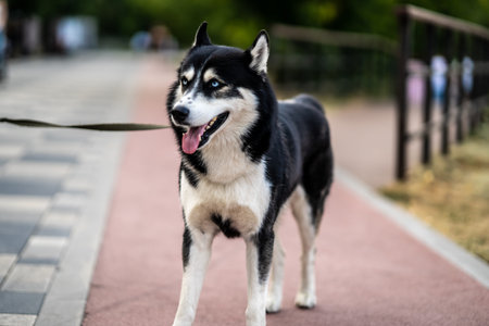 Portrait of Alaskan Malamute on the background of city park. blurred backgroundの写真素材
