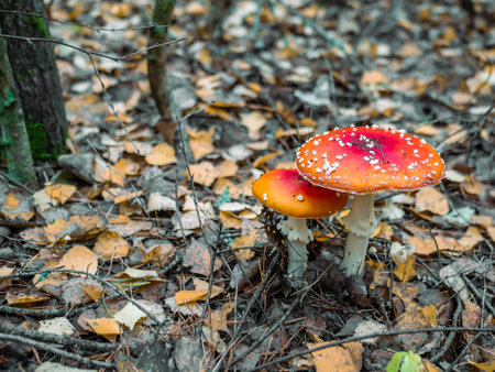 Mushroom Fly agaric. Mushrooms in the autumn forest. Red fly agaric. autumn mushrooms. color natureの写真素材