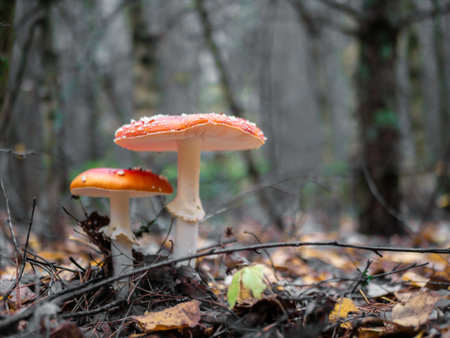 Two mushroom Fly agaric. Mushrooms in the autumn forest. Red fly agaric. autumn mushrooms. blurred background.の写真素材